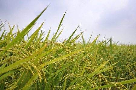 诸侯快讯·ok1133(中国区)官方网站